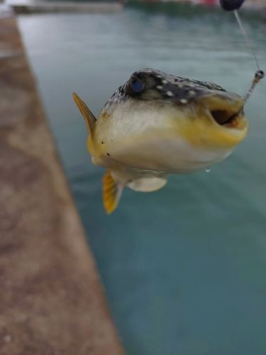フグの釣果