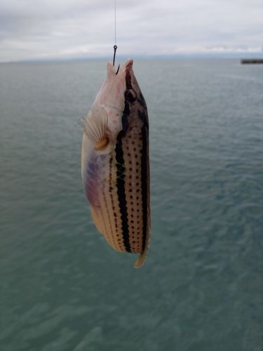 ベラの釣果
