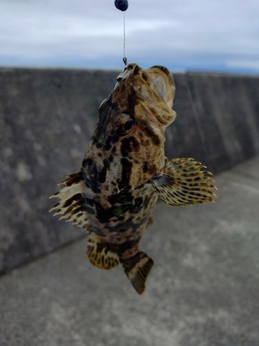 タケノコメバルの釣果