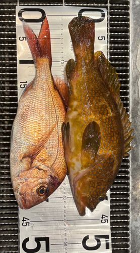 タイの釣果