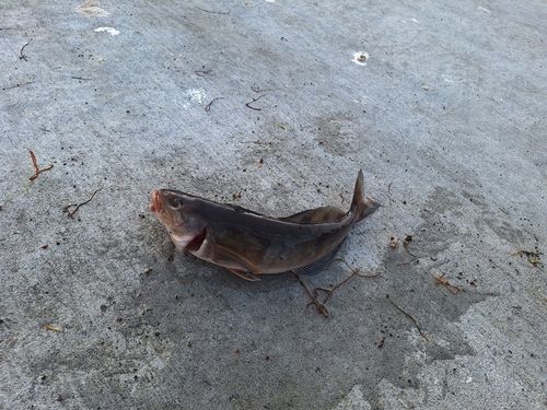 ホッケの釣果