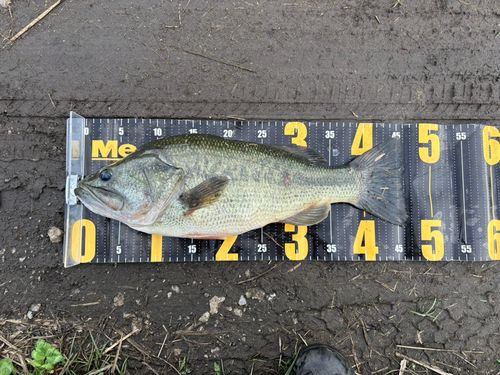 ラージマウスバスの釣果