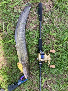 ナマズの釣果