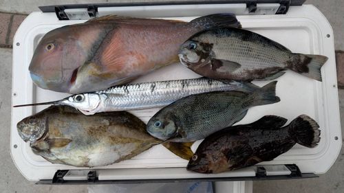 クロの釣果