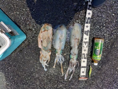 アオリイカの釣果
