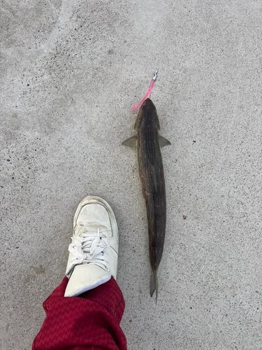 エソの釣果