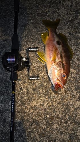 ヨコスジフエダイの釣果