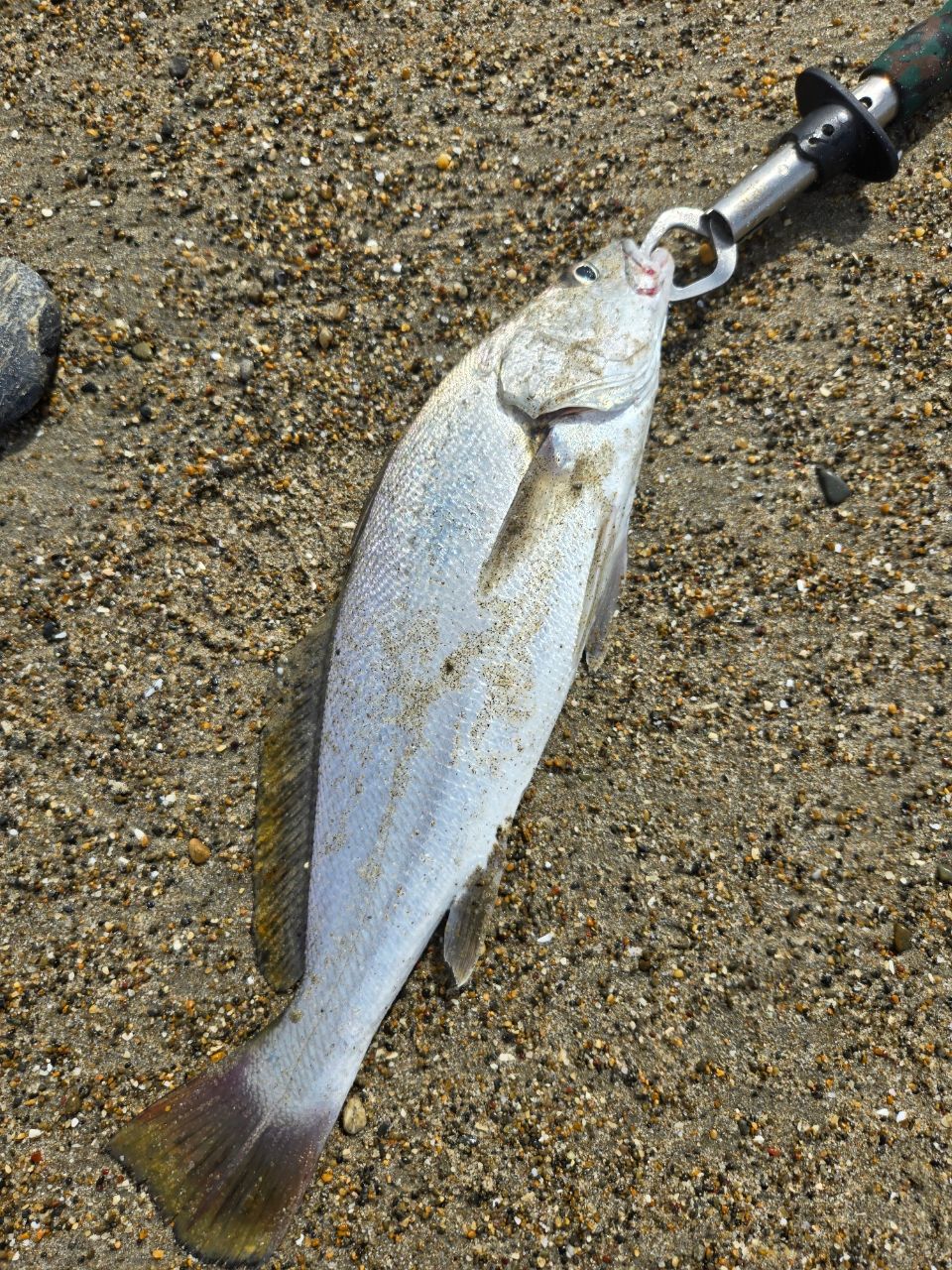 SHIMANO 22コルトスナイパーSS LSJ S100MLの最安値・インプレ・釣果