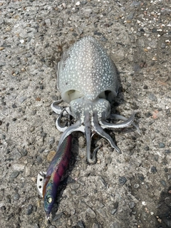 シリヤケイカの釣果