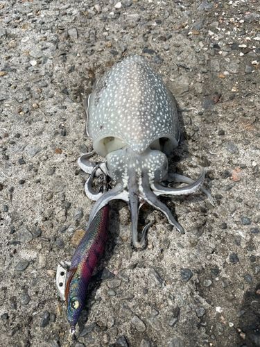 シリヤケイカの釣果