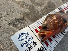 キジハタの釣果