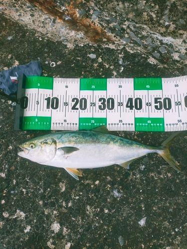 ワラサの釣果