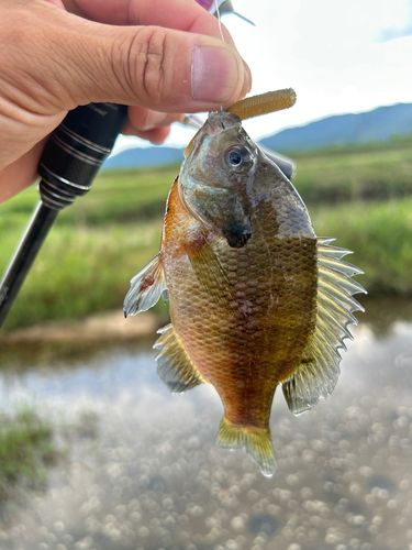 ブルーギルの釣果