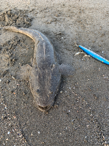 マゴチの釣果