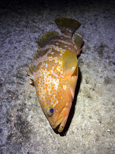 アコウの釣果