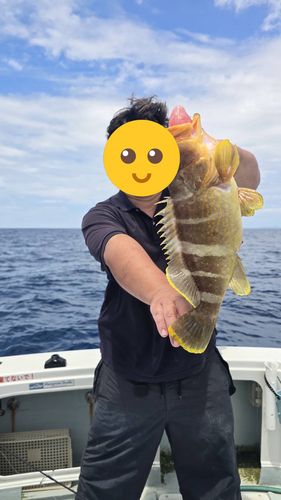 アオハタの釣果