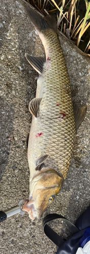 ニゴイの釣果