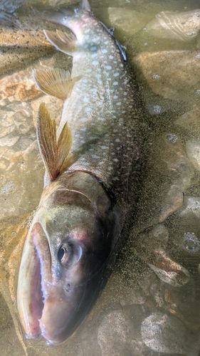 アメマスの釣果