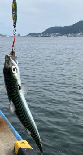 サバの釣果