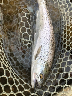 ブラウントラウトの釣果