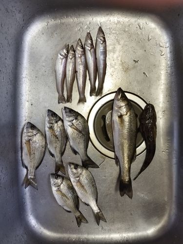 キスの釣果