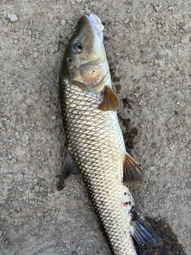 ニゴイの釣果