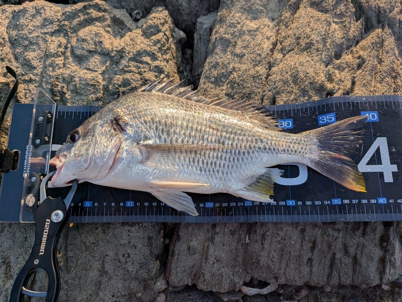 SHIMANO 23ディアルーナ S86MLの最安値・インプレ・釣果 | 本音の