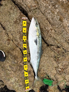 ブリの釣果