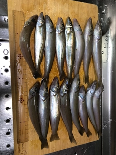 シロギスの釣果