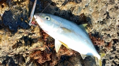 ヒラマサの釣果