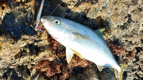 ヒラマサの釣果