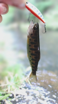 ヤマメの釣果