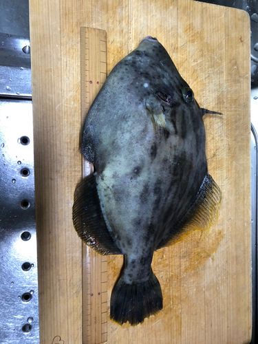 カワハギの釣果