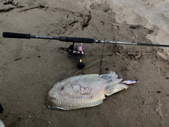 モンゴウイカの釣果