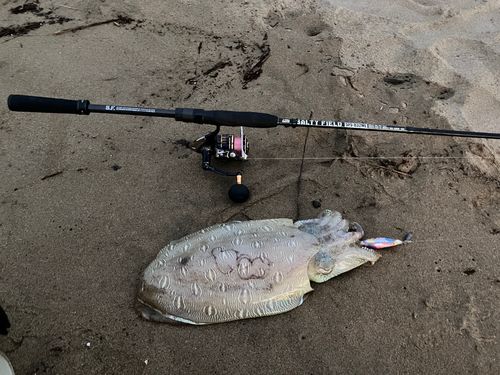モンゴウイカの釣果