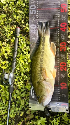 ラージマウスバスの釣果