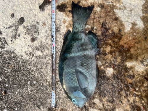 メジナの釣果