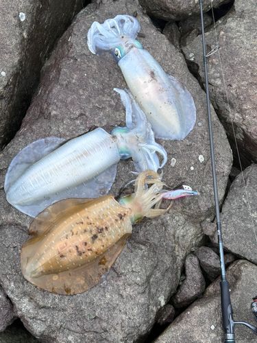 アオリイカの釣果