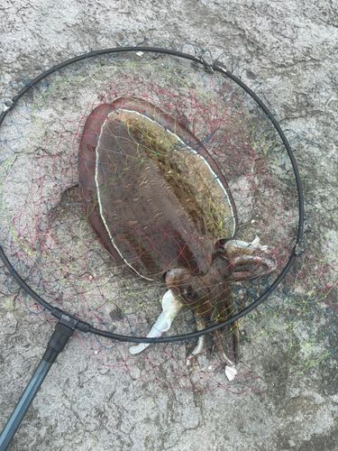 コウイカの釣果