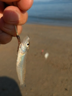シロギスの釣果
