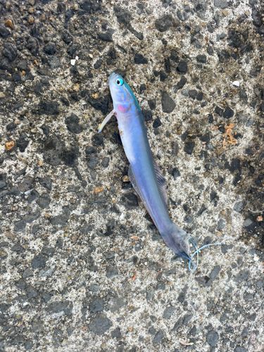 ハナハゼの釣果