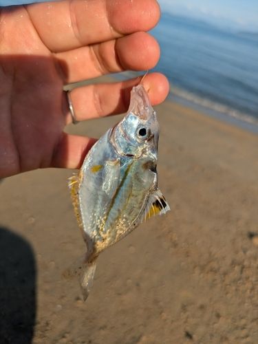 ヒイラギの釣果