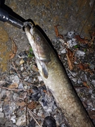 ナマズの釣果