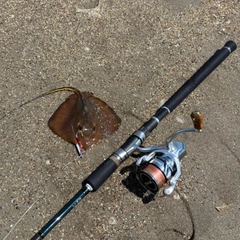 エイの釣果