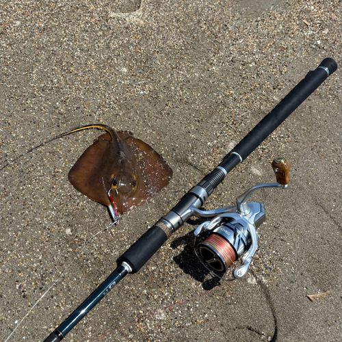 エイの釣果