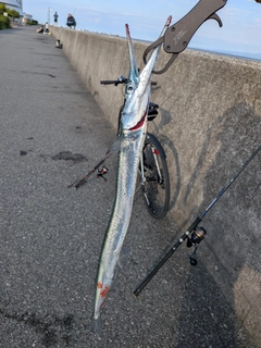 ダツの釣果