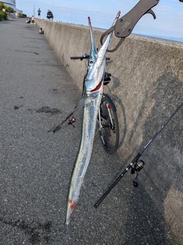 ダツの釣果