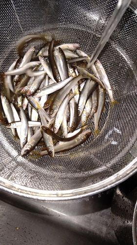 コアユの釣果