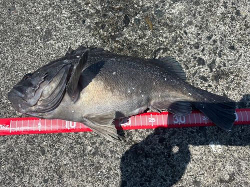 クロソイの釣果
