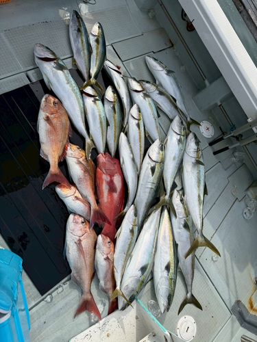 ヒラマサの釣果